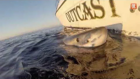 South Carolina Great White Shark Feeding Frenzy