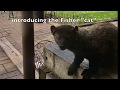 Fisher "cat" returns to the scene of the crime