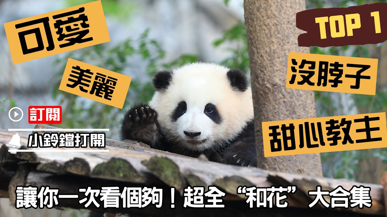 《熊貓主題趴》“和花”合集：2022上半年粉絲最愛熊貓TOP 1 | iPanda熊貓頻道