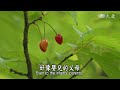 【靜思妙蓮華】20200528 - 善惡行蘊 淨濁牽動 - 第310集