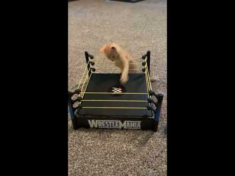 Kittens Playfully Fight in Toy Wrestling Ring - 1065632