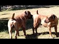 Real Boerboels Licking And Courting Boerboel Male S Breeding Signals