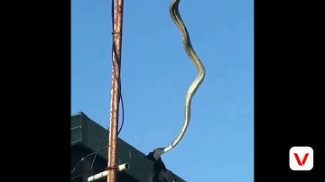 Large Snake Eating Bird While Hanging From Pole🐉
