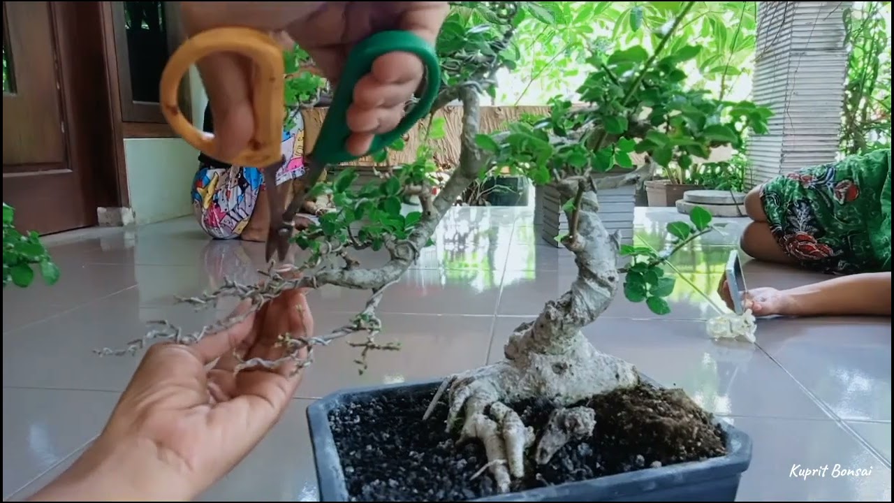 Memaksimalkan Serut Small Tertiup Angin