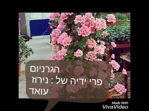 וִידֵאוֹ: קלדיום (33 תמונות): טיפול בפרח בבית, תיאור מיני צמחים. כללים לגידול קלדיום בחוץ