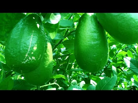 Lemon Tree - Seedless Lemon Cultivation Methods Commercially