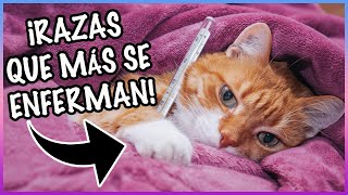 ESTAS SON LAS 3 RAZAS DE GATOS QUE MÁS SE ENFERMAN! CONOCE LAS CAUSAS - SiamCatChannel