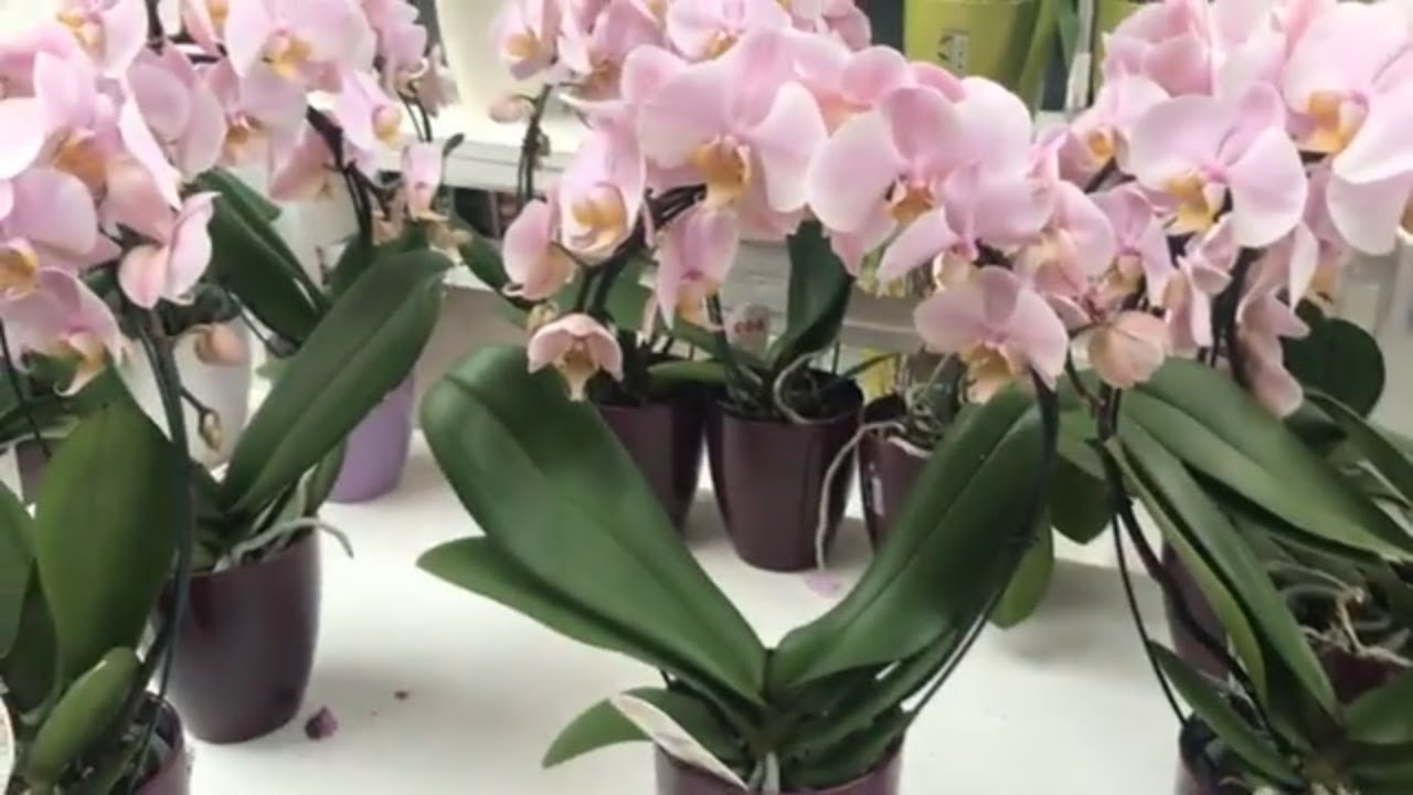 Орхидеи уценка. Оби орхидеи. Уцененные орхидеи. Орхидеи Оби Екатеринбург. Орхидеи в Оби в апреле 2022.
