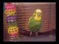Apple my sweet parakeet