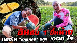 แตงโม "สกลนคร" ปลูก 1000 ไร่ แหล่งใหญ่ของประเทศ!! ดูแลอย่างไร ให้หวาน เนื้อแน่น | เกษตรปลูกหยังดี?