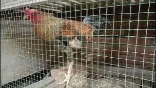 Suara Ayam  Jago Berkokok | Alarm Alami Buat Bangunin Tidur |Ayam Jago | #SuaraAyamBerkokk #AyamJago