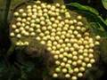 Pipa pipa - Surinam Toad w/ eggs