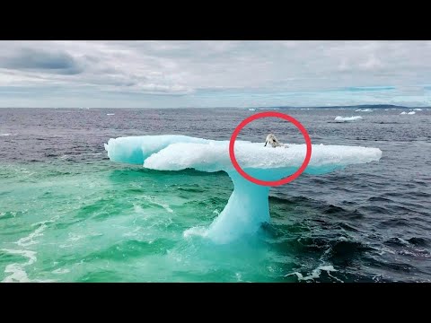 На айсберге в море рыбаки увидели нечто невероятное. Посмотрите кто это...