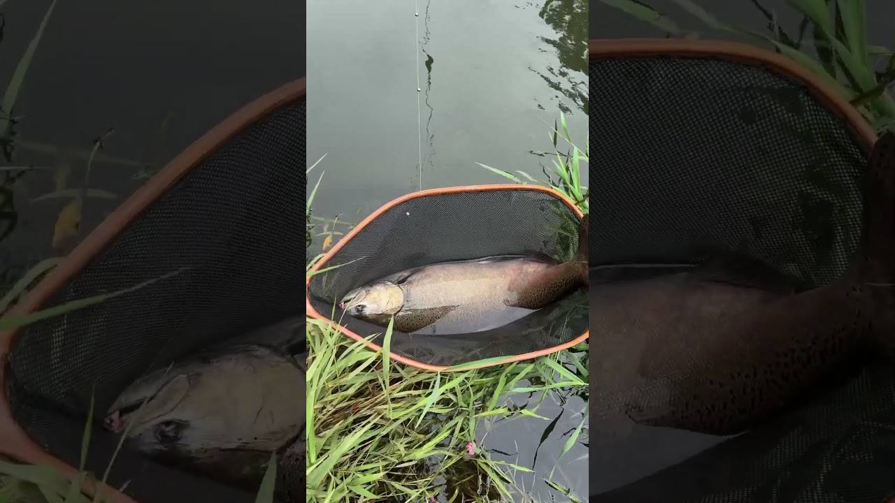 Green River king salmon. Washington state. 