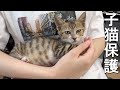 子猫保護の記録【初日と2日目】