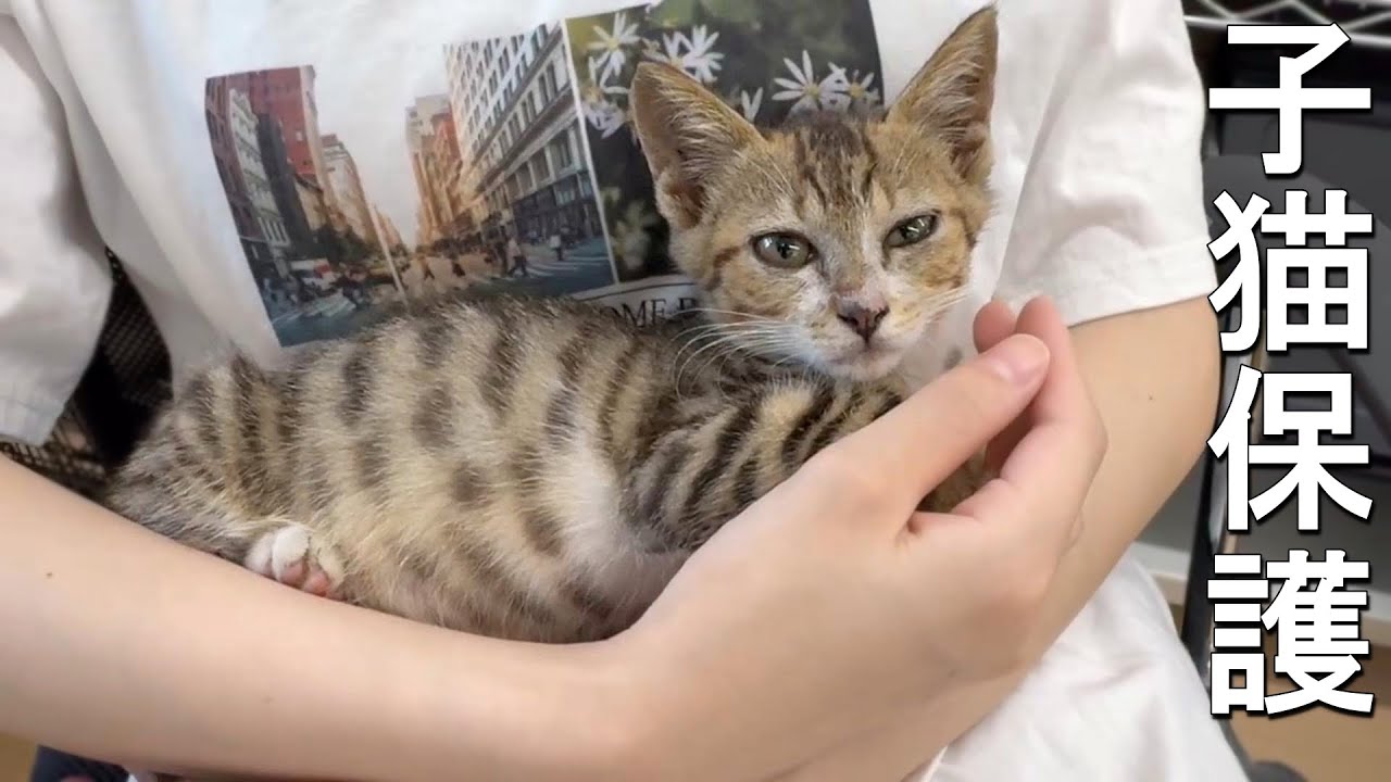 子猫保護の記録【初日と2日目】