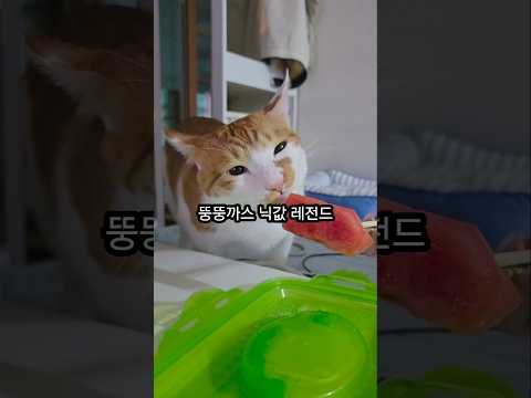 뚱뚱까스 닉값 합니다 thumbnail