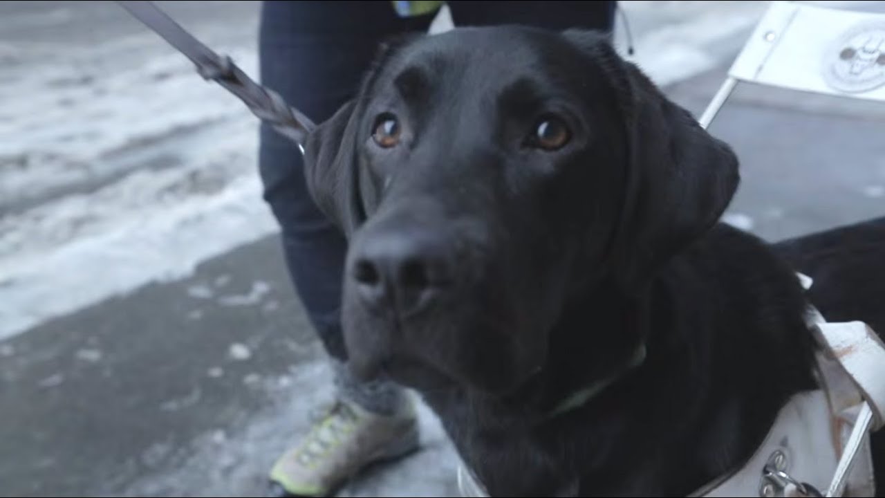 Hailey skal bli førerhund