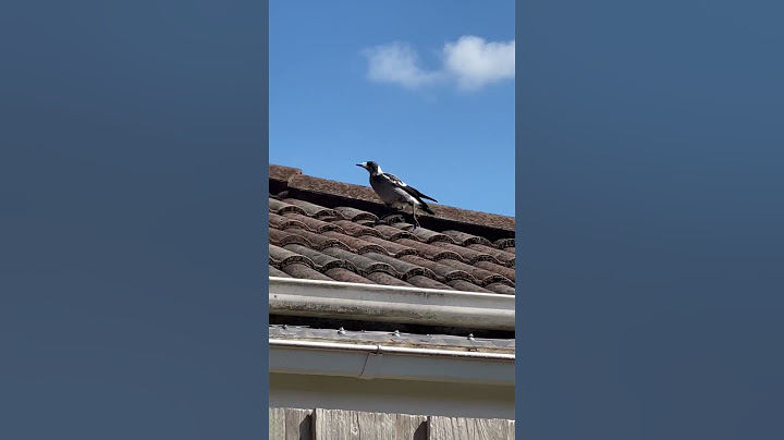 A cute magpie! 🐦🏡#birds #magpies #australia