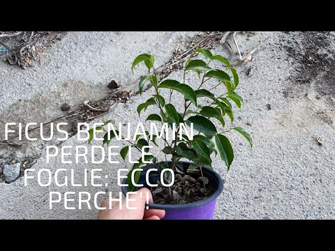 Video: Perché il ficus di Benjamin perde le foglie?