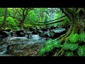 River flowing birds chirping | Gentle Nature Sounds ASMR for Sleep & Deep Relaxation | 3 Hours