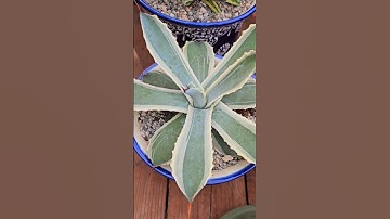 Thumbnail of Rare agave and humungos crested #music #song #video #plants #cover #viralreels