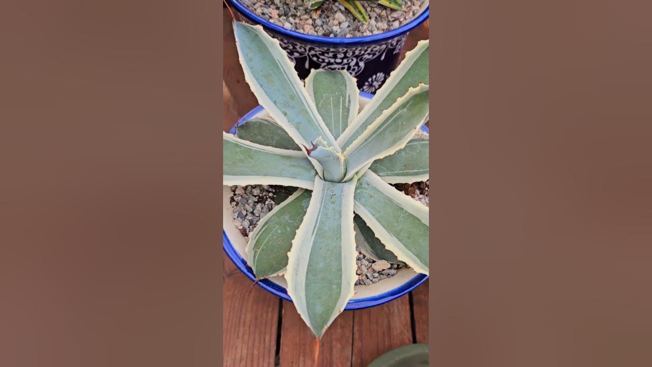 Rare agave and humungos crested #music #song #video #plants #cover #viralreels