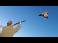 Chasse perdrix au maroc 2019  partridge hunting with english pointer dogs