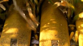 Seed Corn Harvest-1.MP4