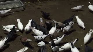 #Pigeons.Уберите больных и будет вам счастье.