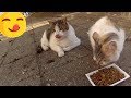 Feeding cute stray cats