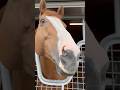 『ぷりぷり』 #アロースタッド #ジャスティン #ラニ #ラニ産駒 #阪神競馬場 #horseracing #horse