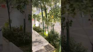 Pedestrial view quizas|😍#shortsvideo #youtubeshorts