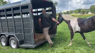 Checkers 14.3 H  4 year old Gelding  Horse