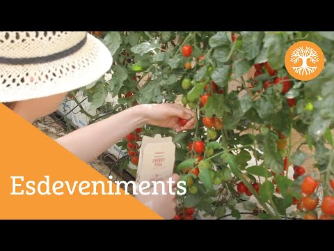 Vídeo: Cultiu De Tomàquets: Preparació D’hivernacles, Terra I Planters