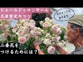 【見辛くて申し訳ありません】ピエールドゥロンサールの花後剪定のコツ　二番花が見たい！
