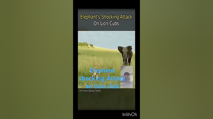 Elephant shocking Attack on lion clubs|elephant big tusker crushes ground |lion attacks Adults elep|