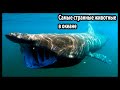 Самые странные в мире животные (В океане)