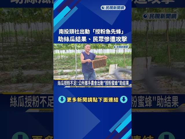 意外! 南投頭社出動"授粉急先蜂" 民眾慘遭攻擊－民視新聞