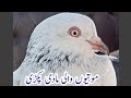 Motiyon  wali madi pakdi hafiz adnan pigeon pigeon hashimmahmoodpigeons pigeonscorner