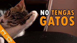 Si Tienes Gatos, DEBES VER ESTE VIDEO by Colitas a la Derecha - By Danny 1,522 views 1 month ago 8 minutes, 52 seconds