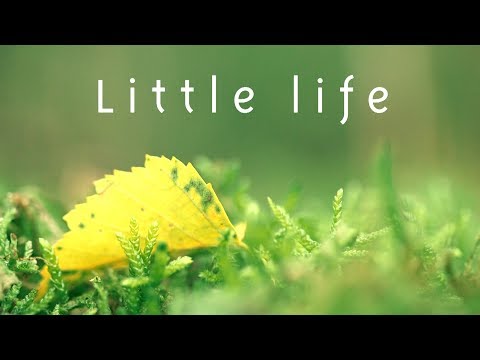 Little Life