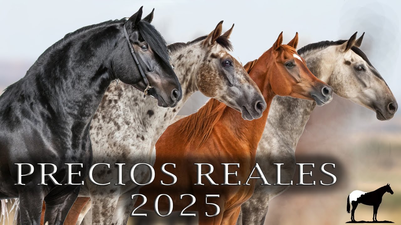 ¿Quieres un caballo? Esto es lo que cuestan en México 2025 🐴-Del Cerro Soy