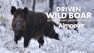 Driven wild boar hunting in the snow... 🇸🇪