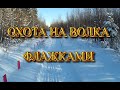 Охота на волка флажками