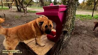 Sahibi tarafından terk edilen mutlu köpekler 🐶🐩