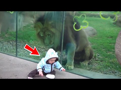 Video: Grodņas Zooloģiskais dārzs: kad apmeklēt un ko jūs varat redzēt