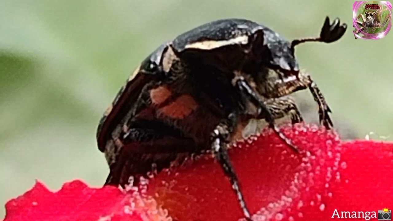 beautiful insect species