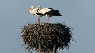 Гнездо аиста - будьте осторожны Гнездо аиста - будьте осторожны