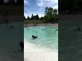 Ajtv no232  dogs love a nice clean pool and get excited to play 2022 shorts